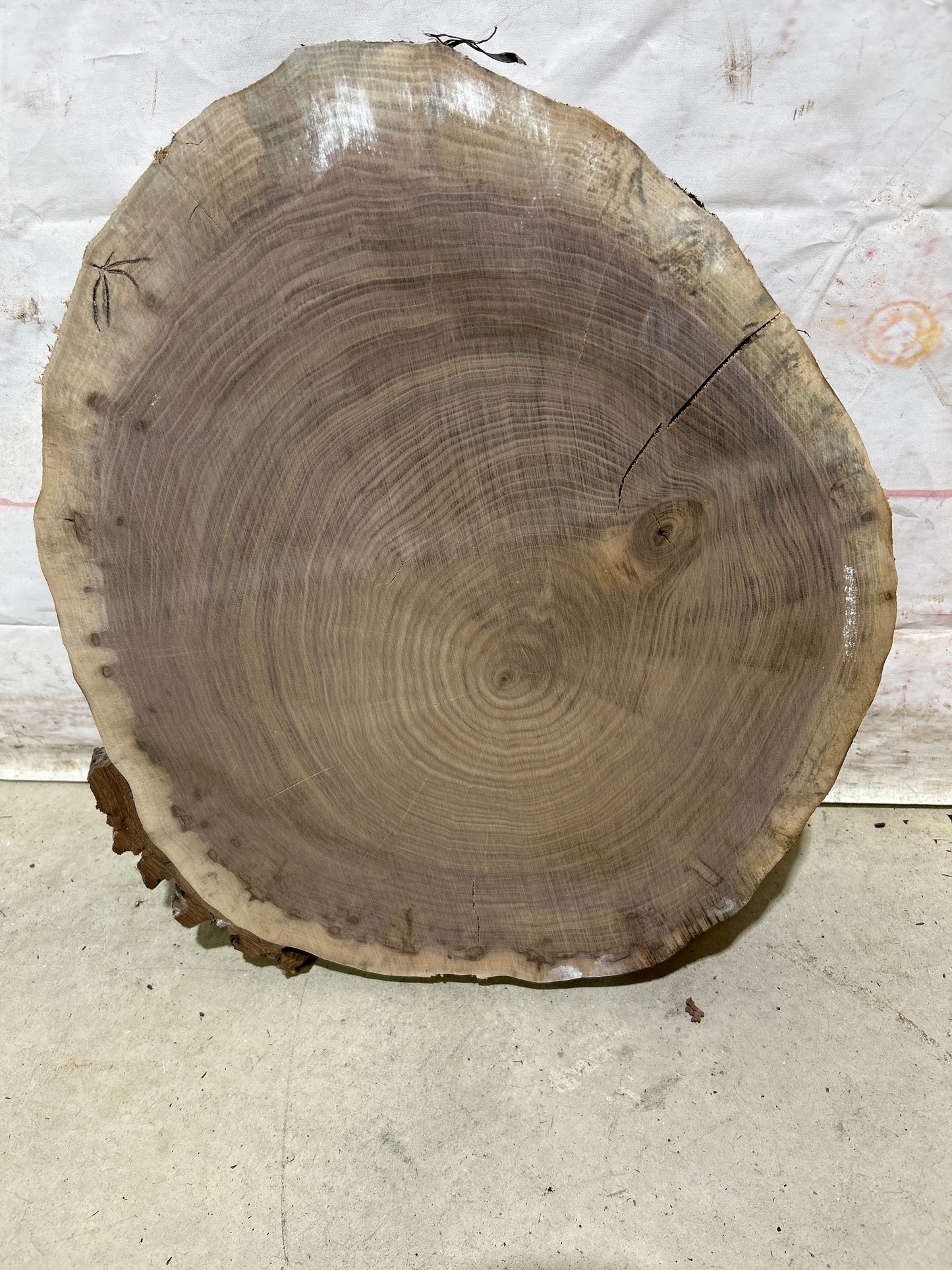 Live Edge Walnut Cookie Sku#28168M