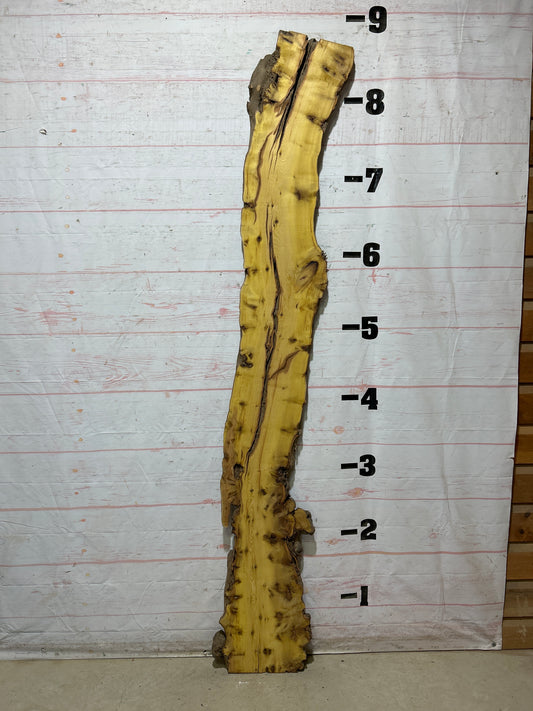 Live Edge Osage Orange Sku#28296-15