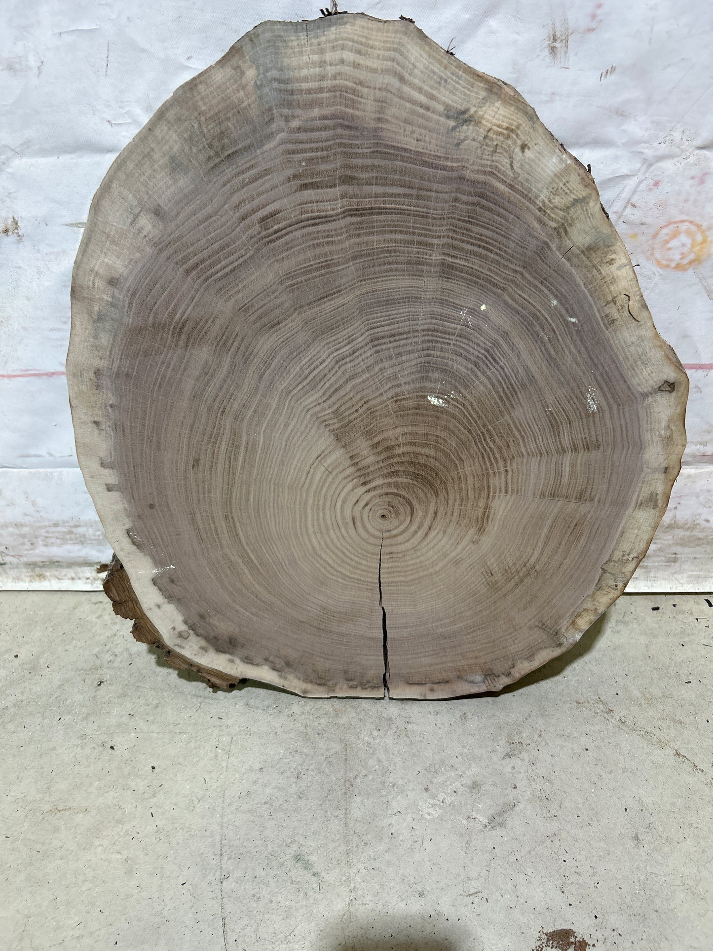 Live Edge Walnut Cookie Sku#28170