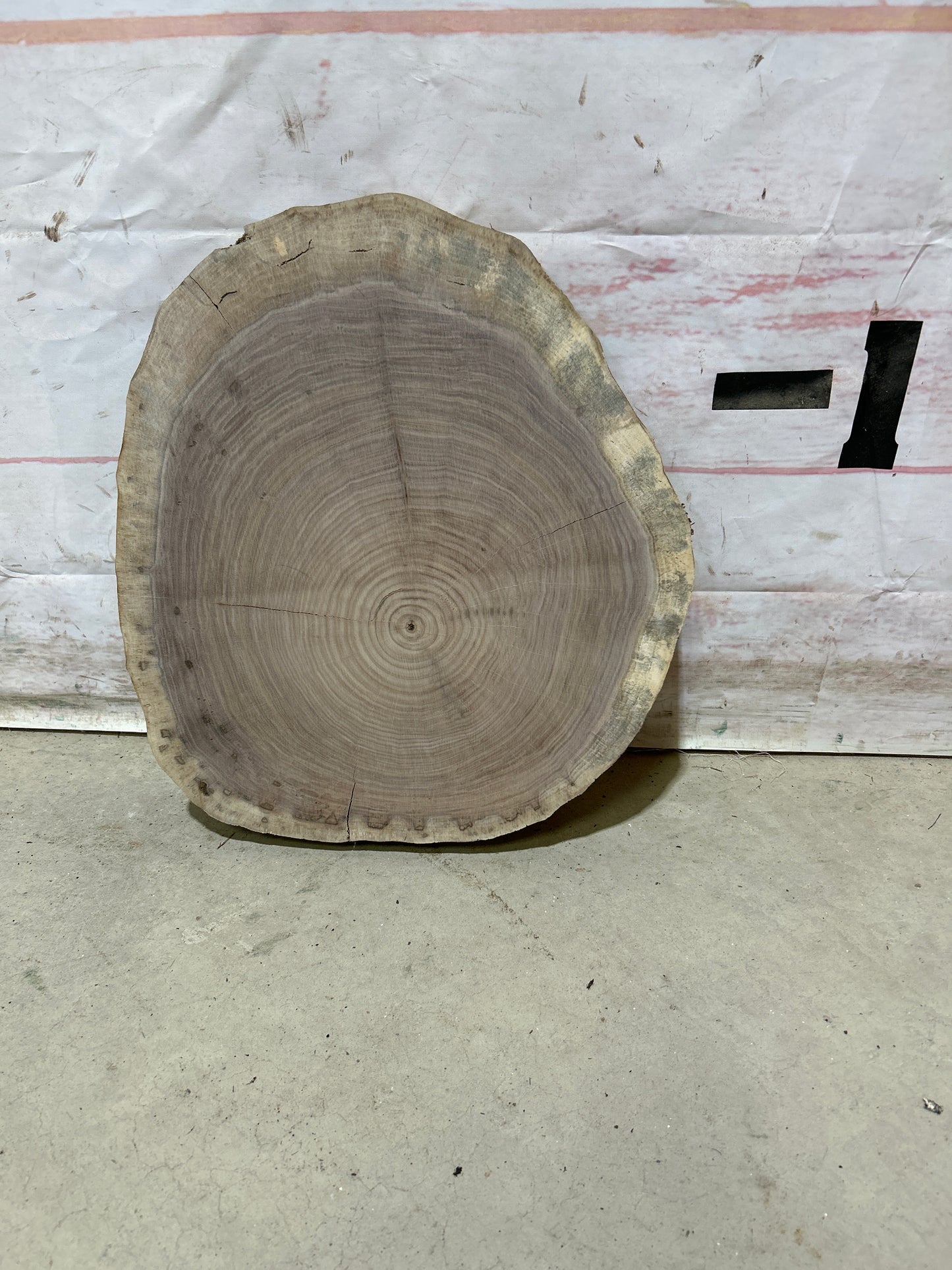 Live Edge Walnut Cookie Sku#28155M