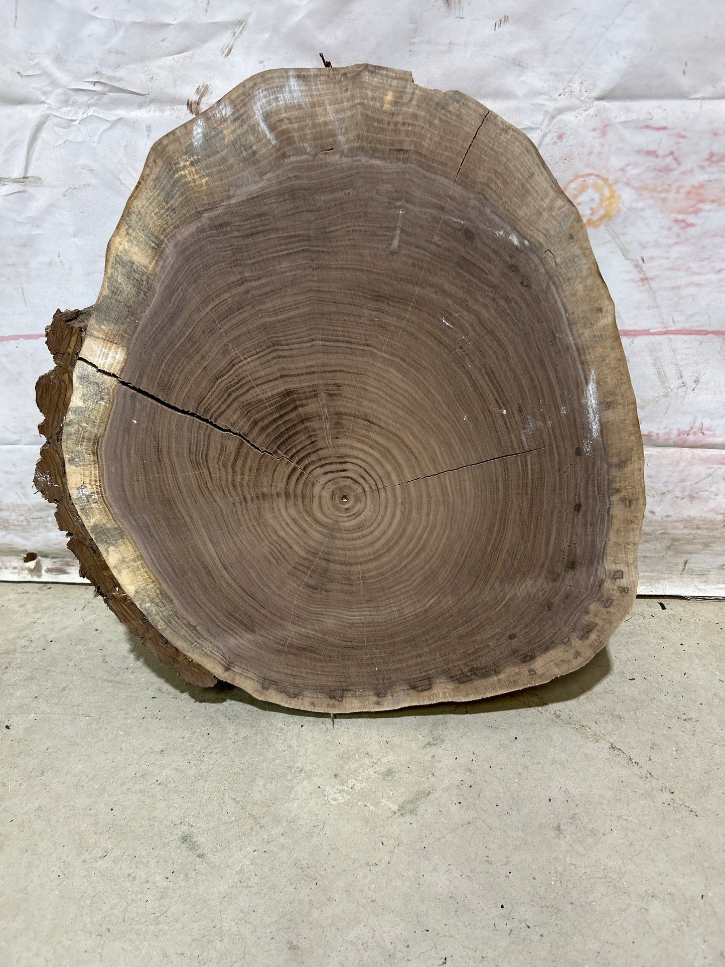 Live Edge Walnut Cookie Sku#28156M