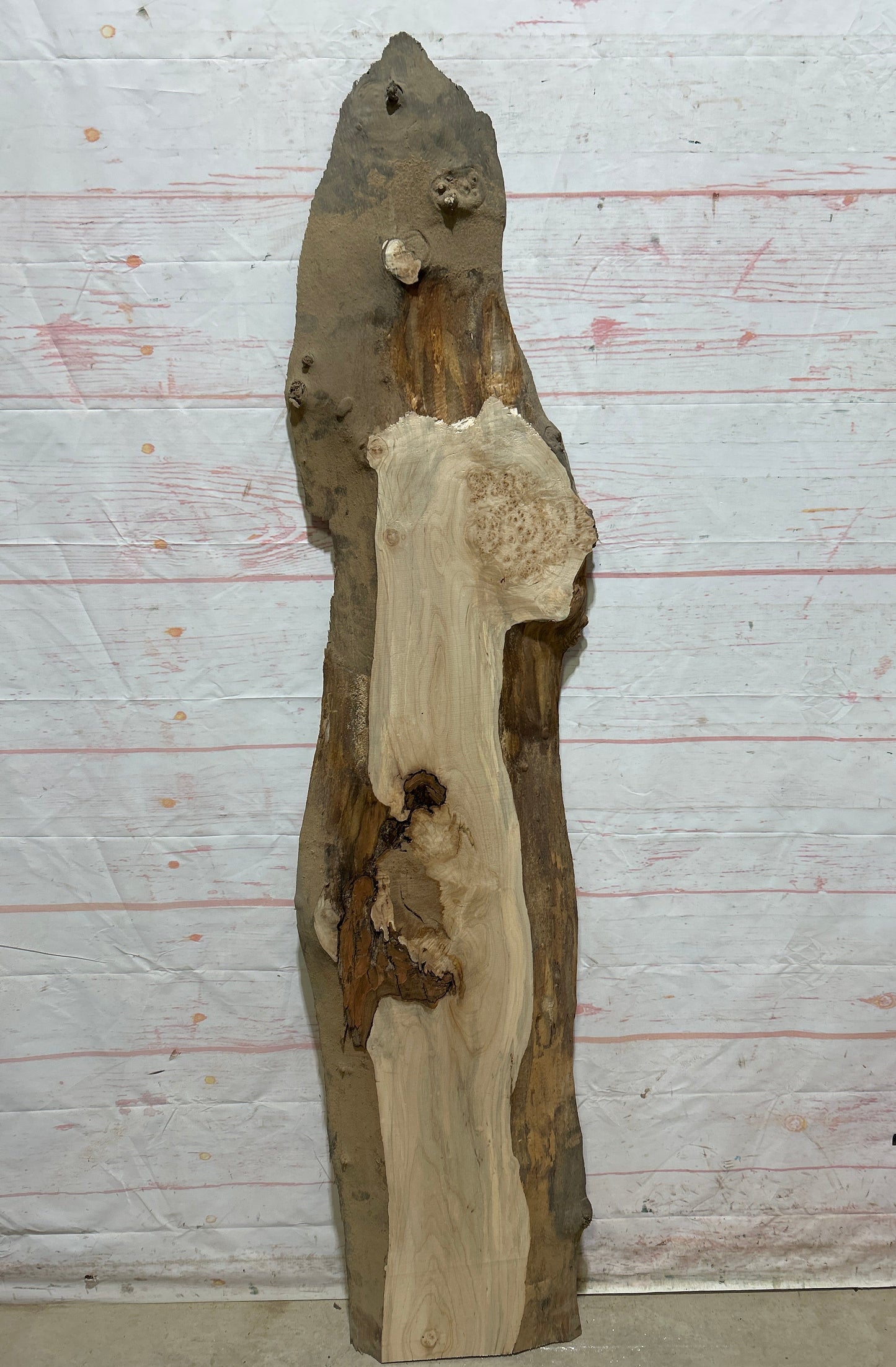 Live Edge Maple Sku#26706E-10