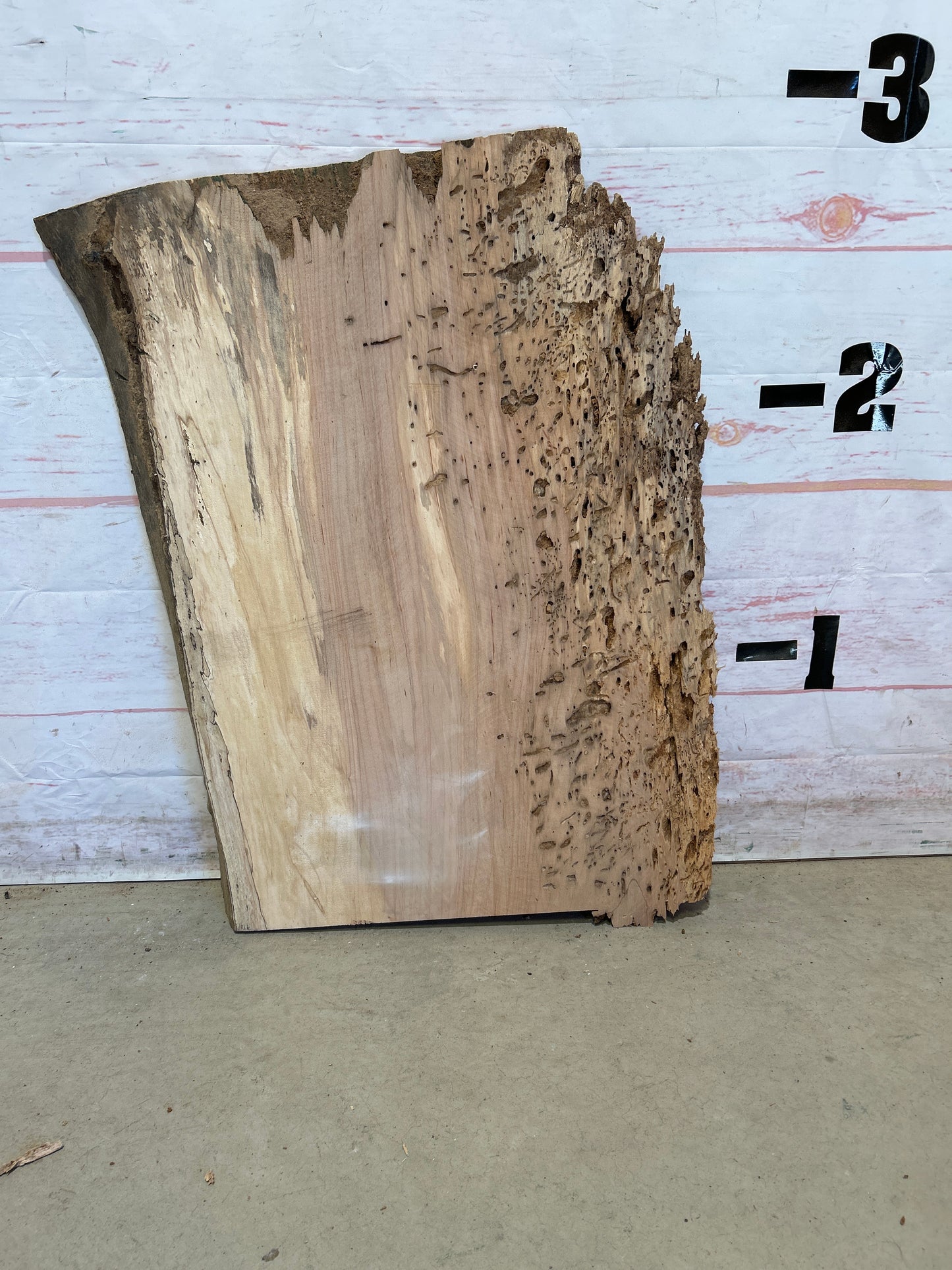 Live Edge Maple Sku#26021M-12