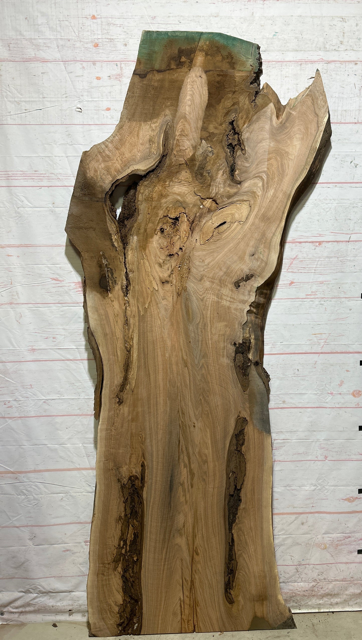 Live Edge Butternut Sku#26749-47