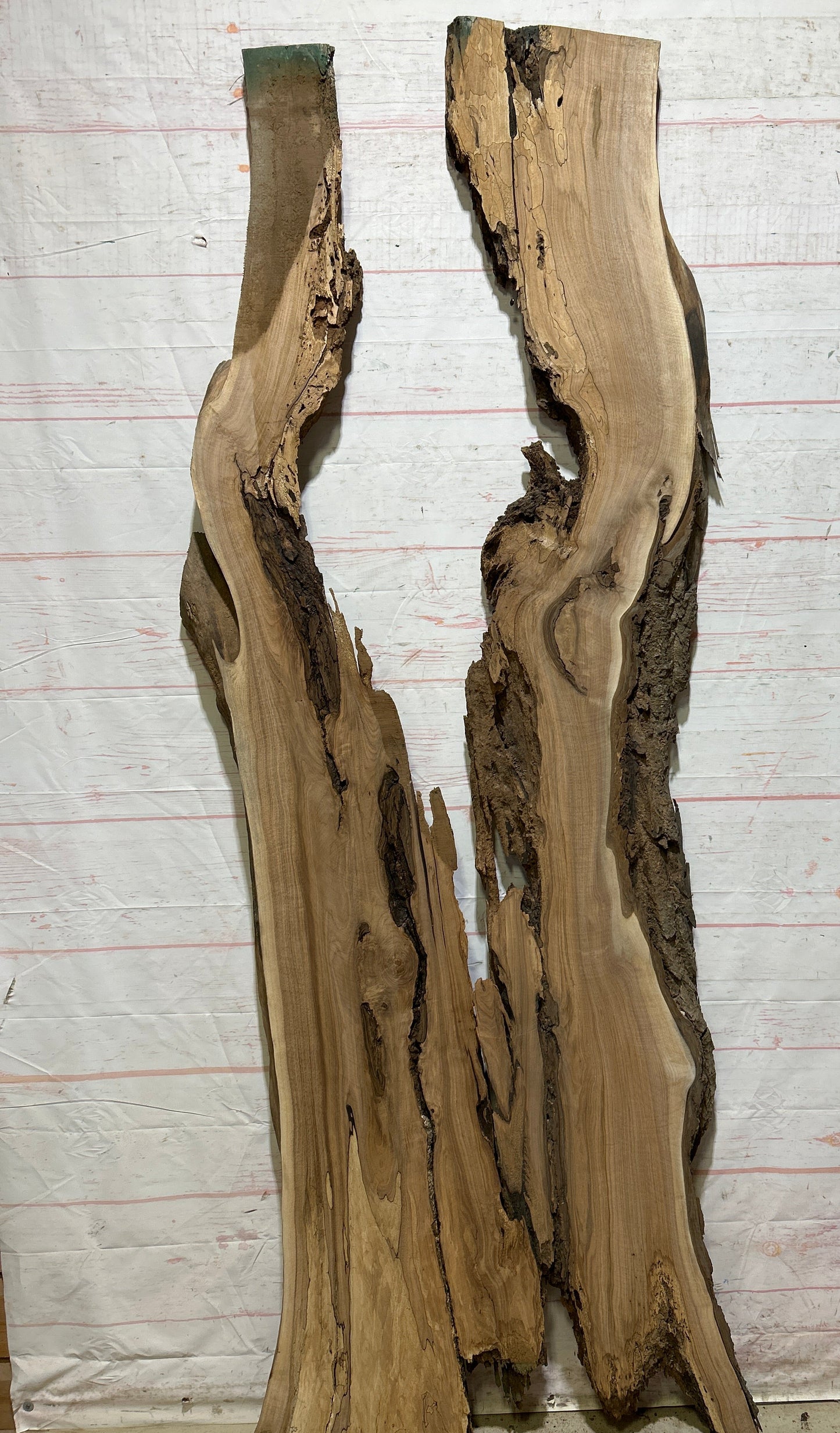 Live Edge Butternut Sku#26755S-45