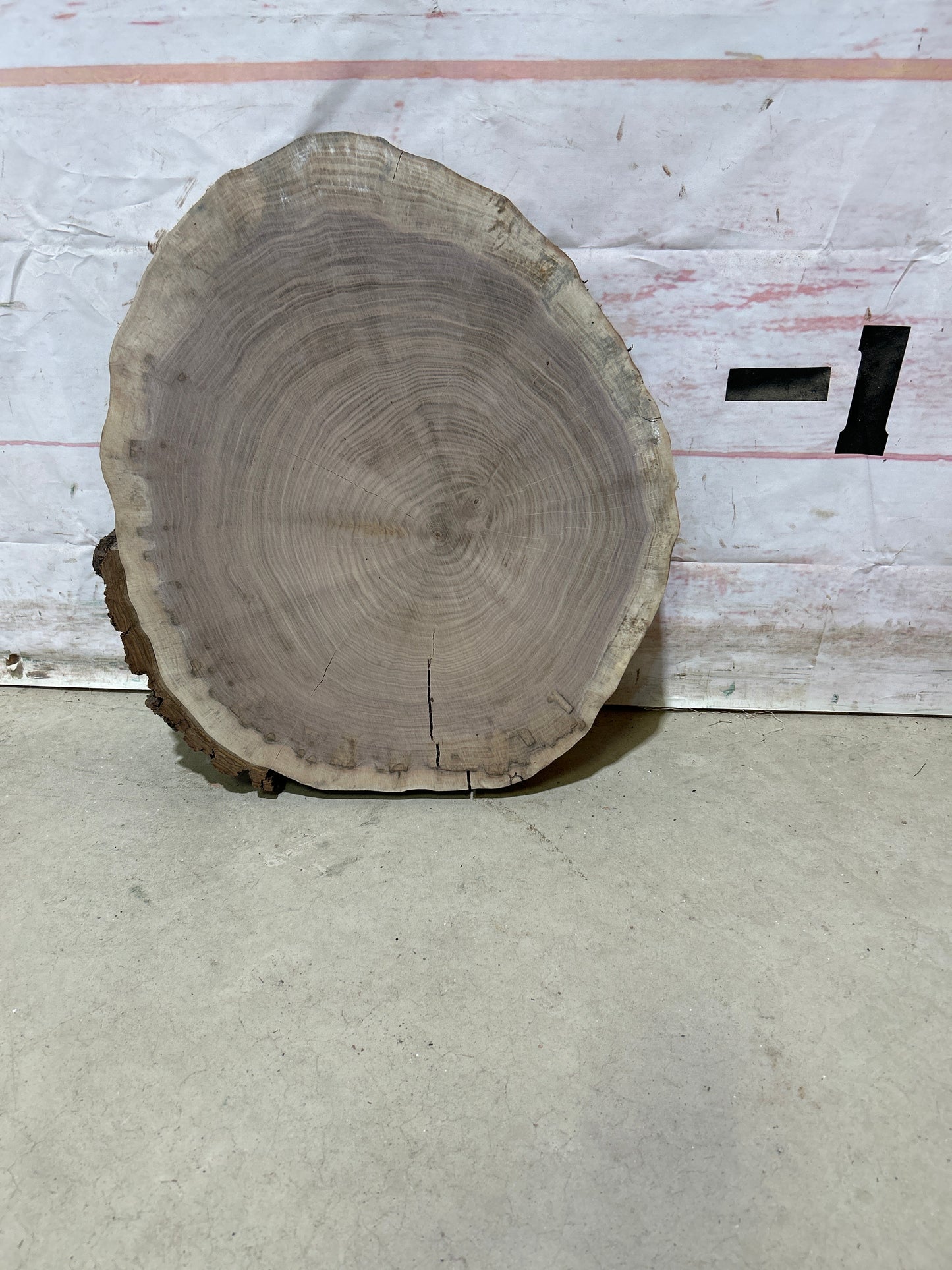 Live Edge Walnut Cookie Sku#28148M