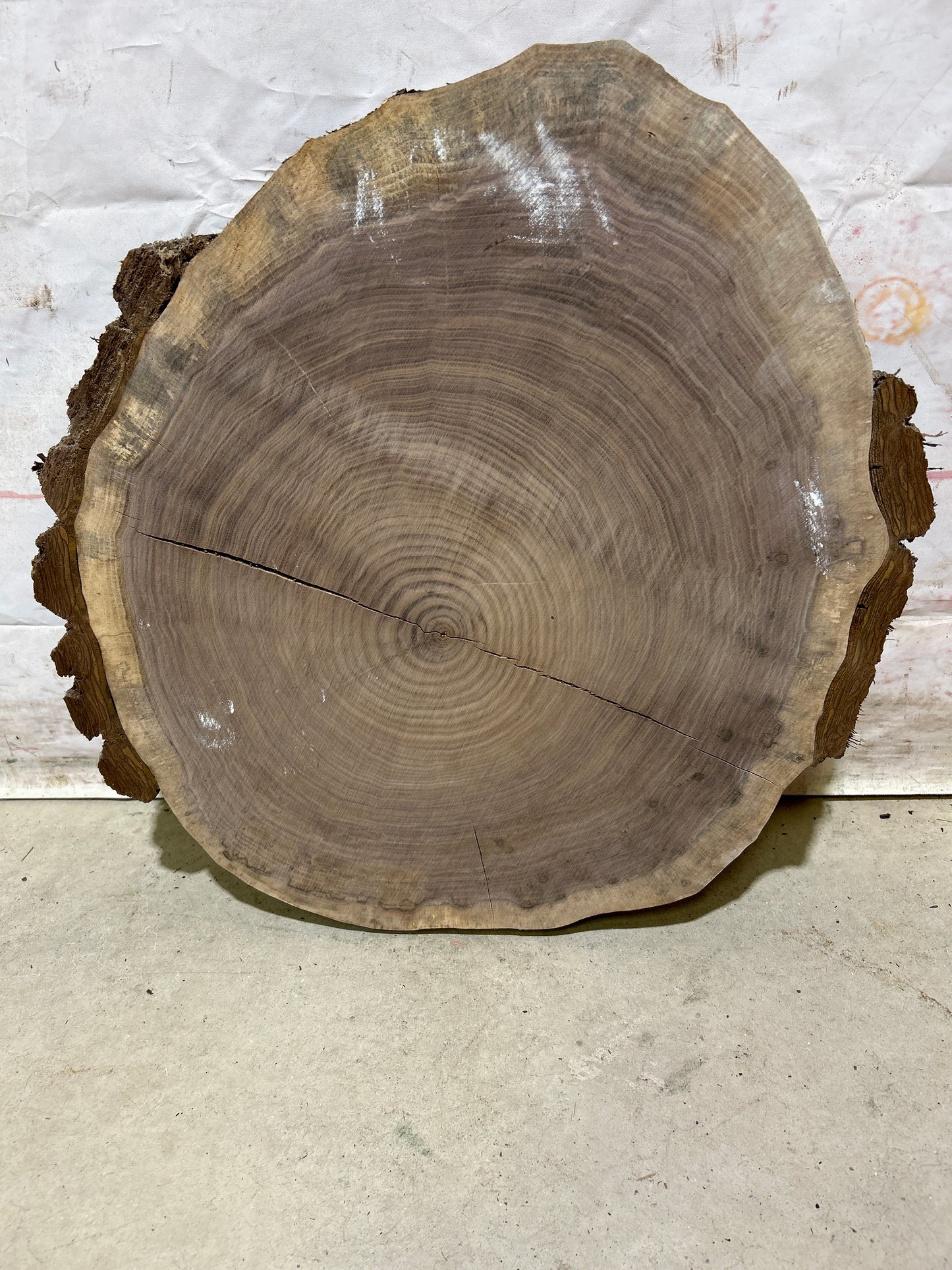 Live Edge Walnut Cookie Sku#28162M