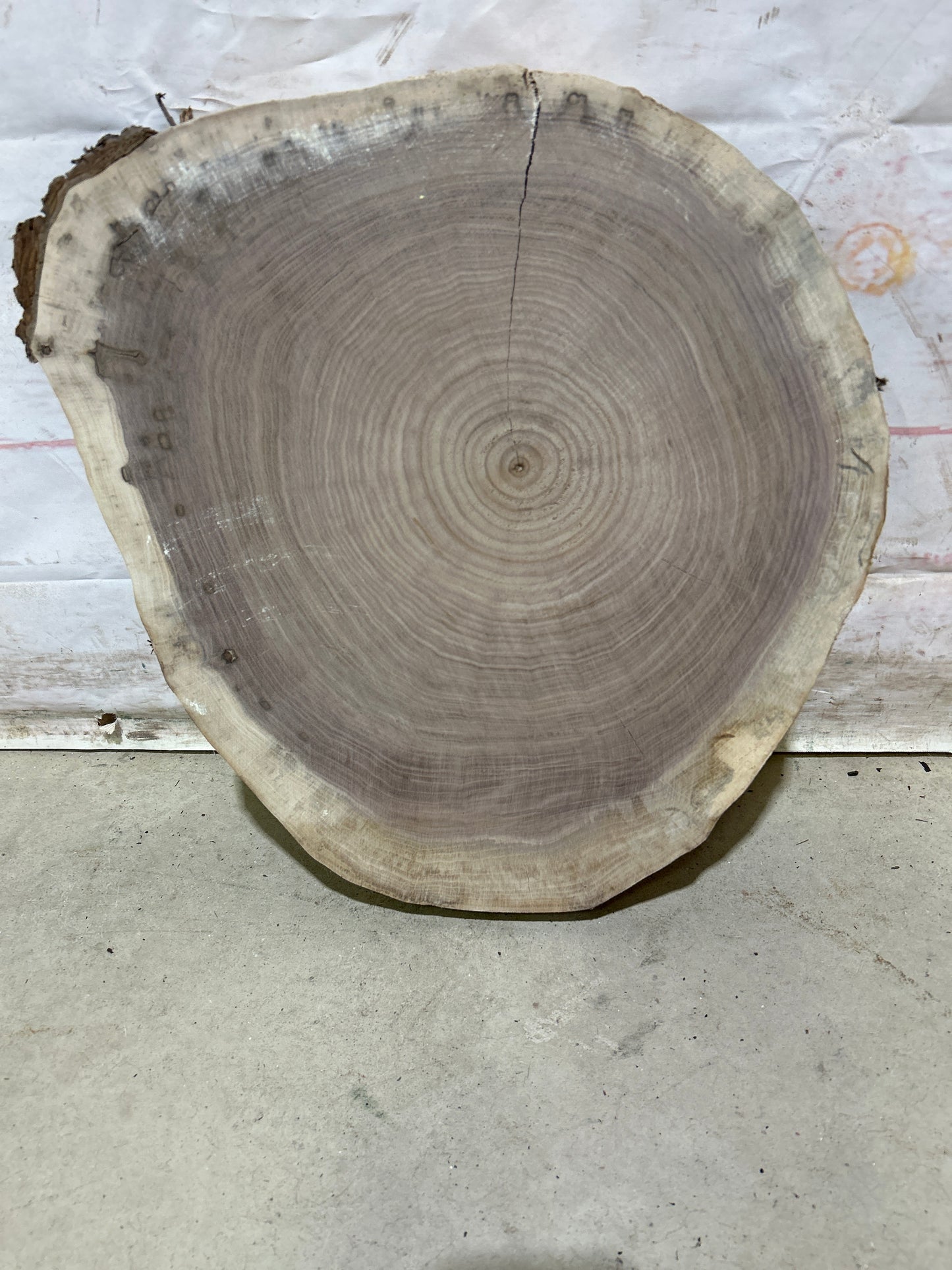 Live Edge Walnut Cookie Sku#28159M