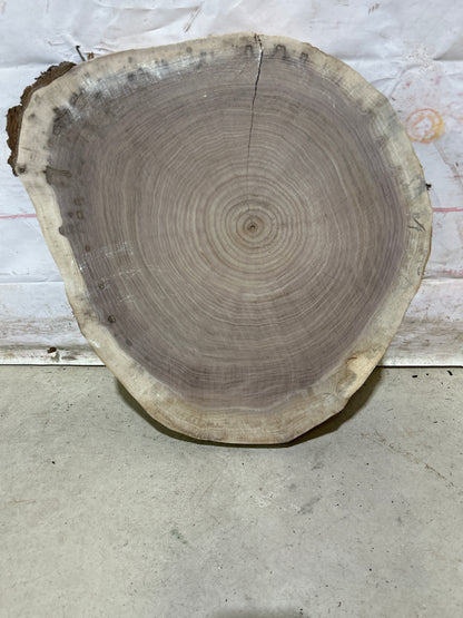 Live Edge Walnut Cookie Sku#28159M