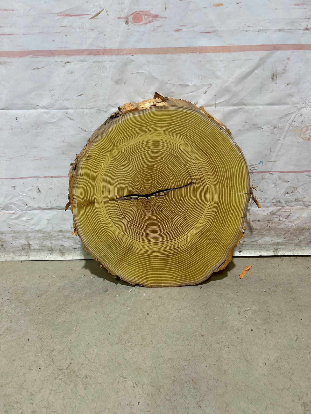 Live Edge Osage Orange Sku#28829M
