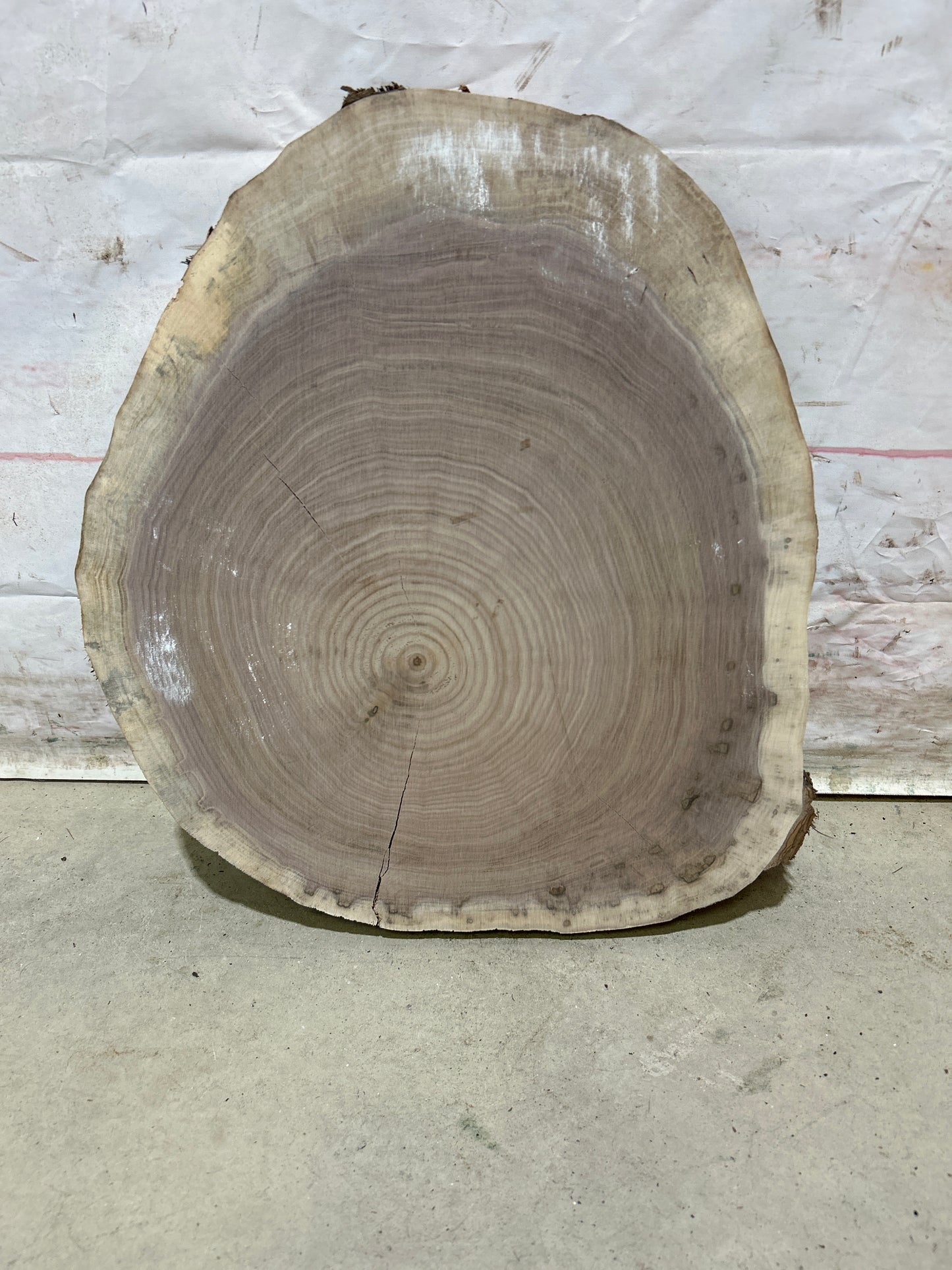 Live Edge Walnut Cookie Sku#28160M