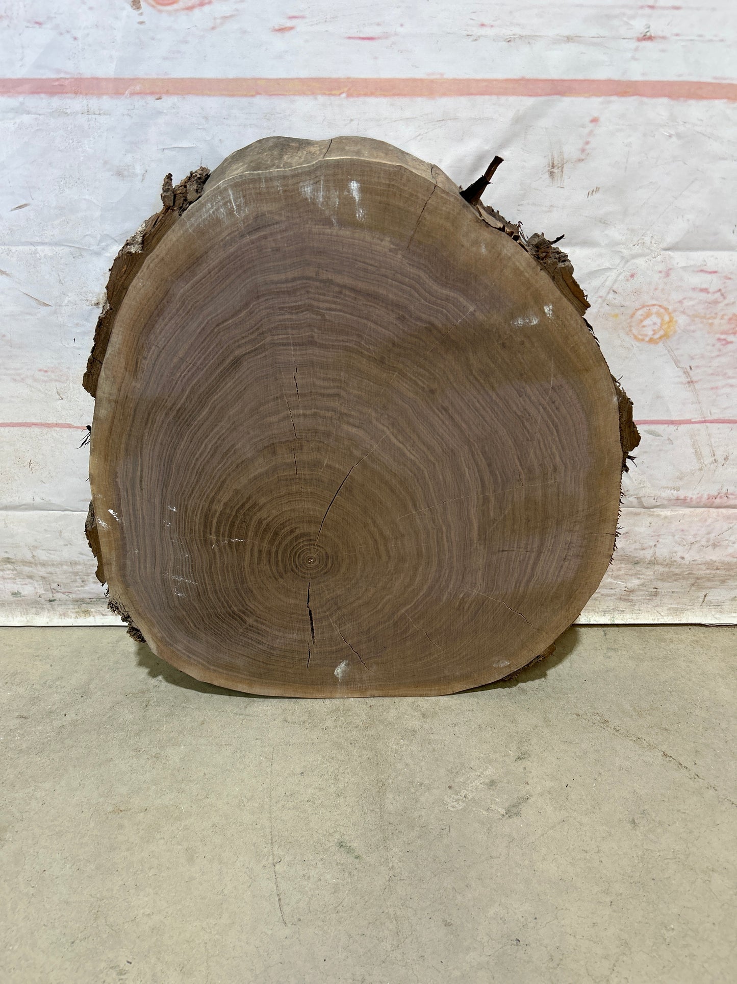 Live Edge Walnut Cookie Sku#28173M