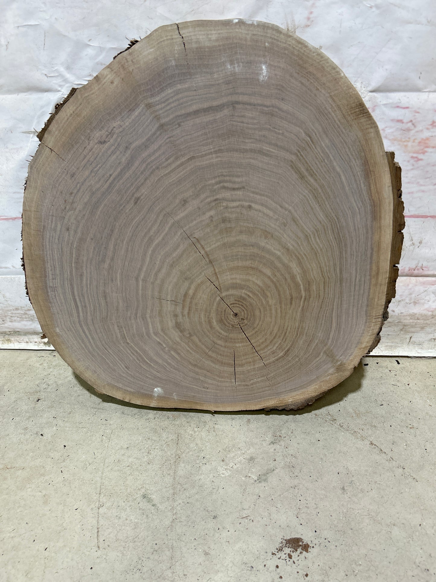 Live Edge Walnut Cookie Sku#28169M