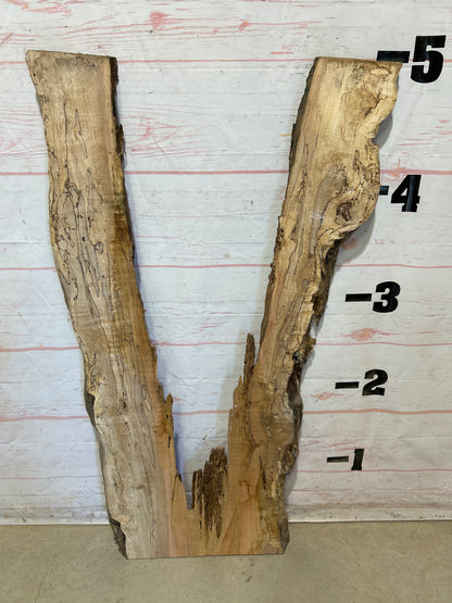 Live Edge Spalted Maple Sku#27974B-17