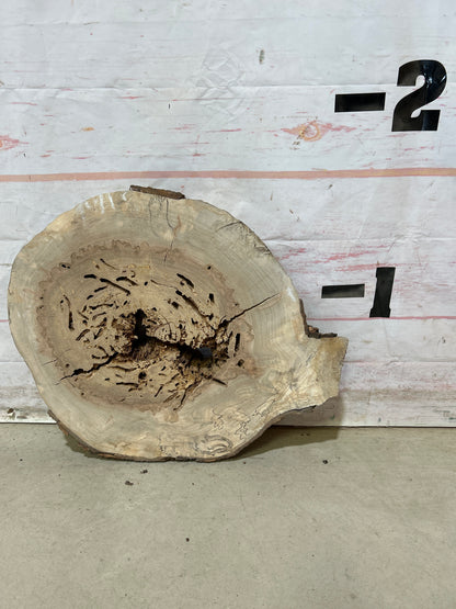 Live Edge Maple Cookie Sku#27884M