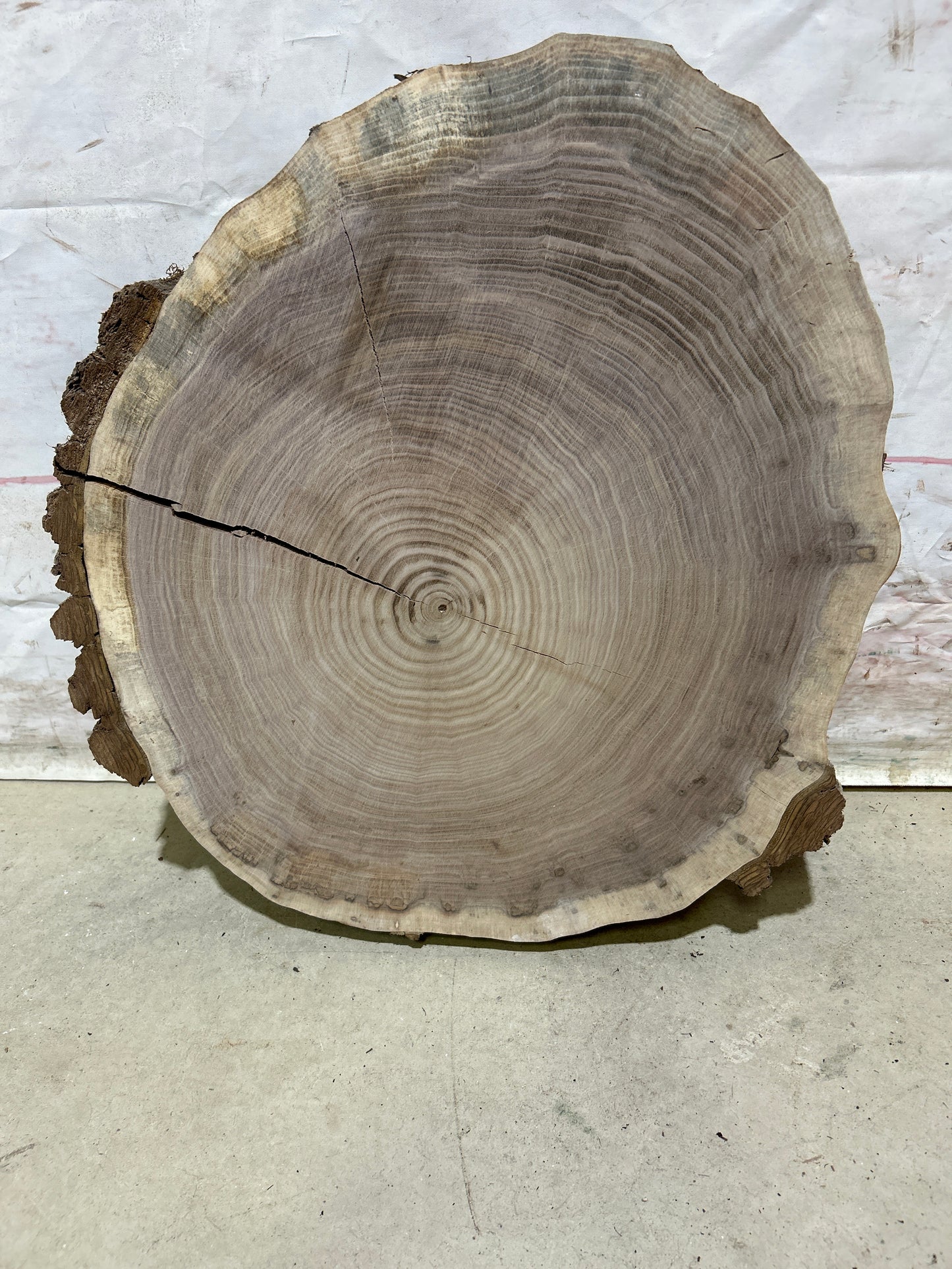 Live Edge Walnut Cookie Sku#28165M
