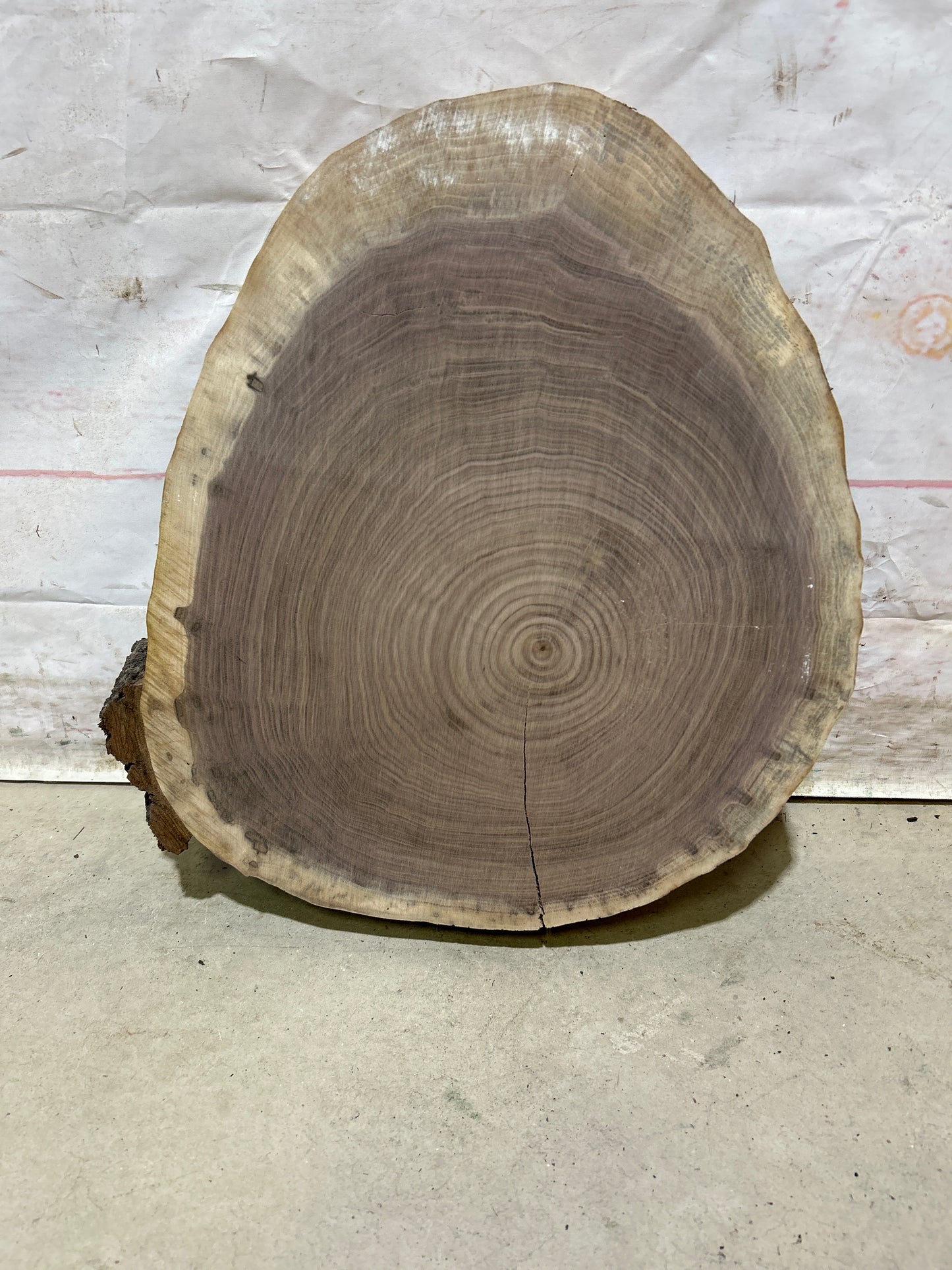 Live Edge Walnut Cookie Sku#28161M