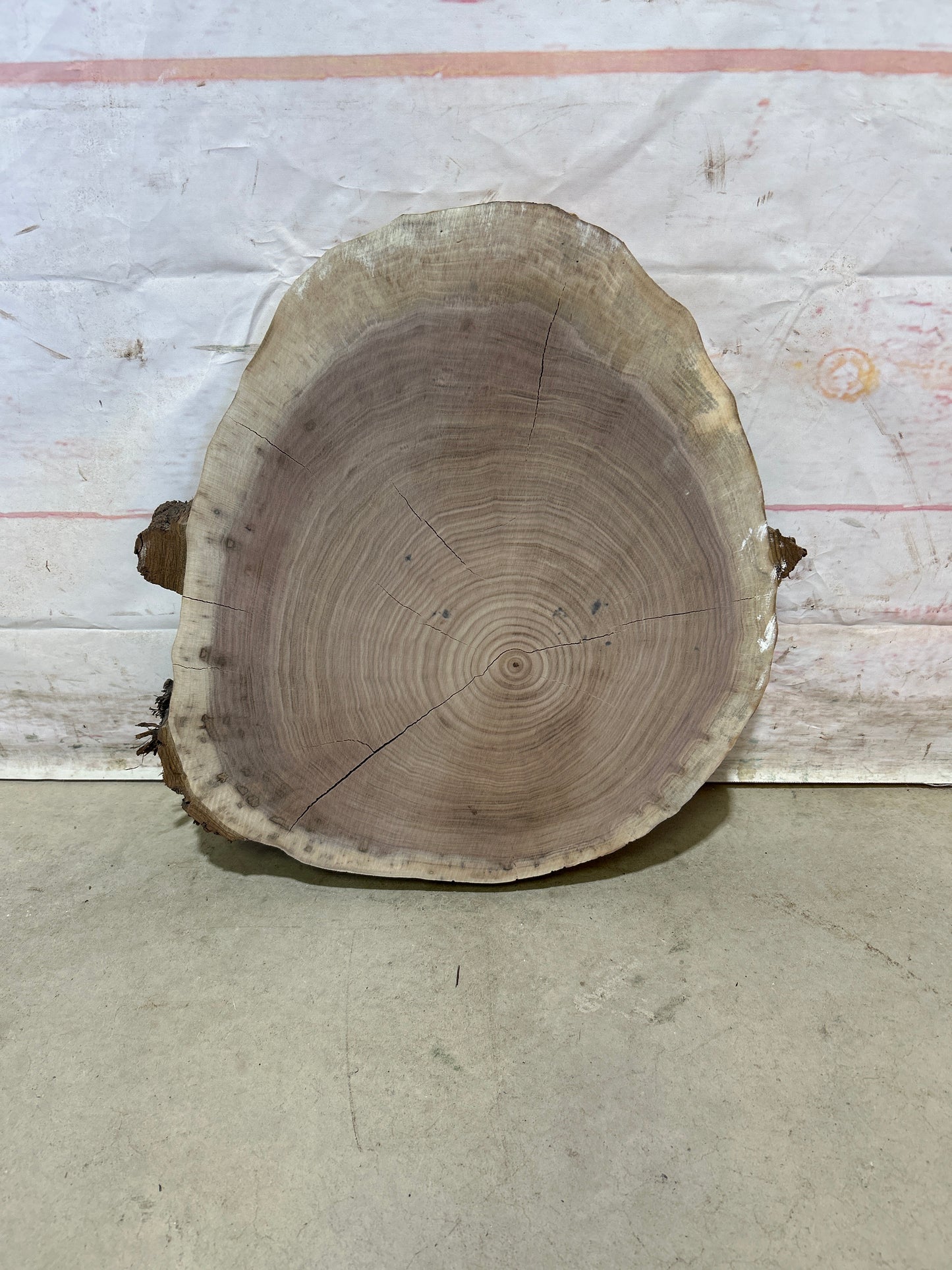 Live Edge Walnut Cookie Sku#28175M