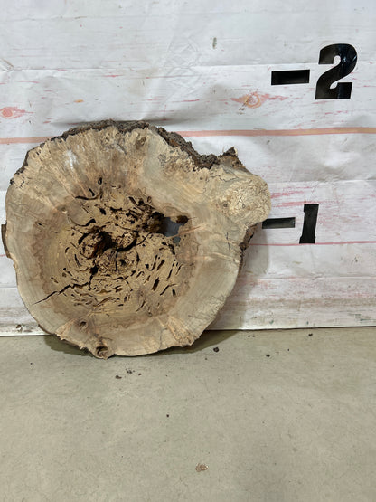 Live Edge Maple Cookie Sku#27885M