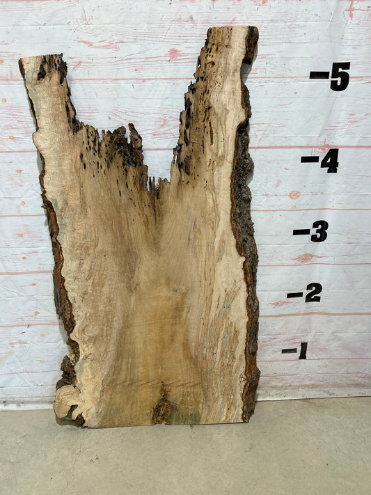 Live Edge Ambrosia Maple Sku#27259-20