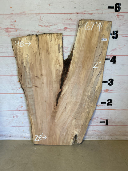 Live Edge Spalted Maple Sku#23924S-35