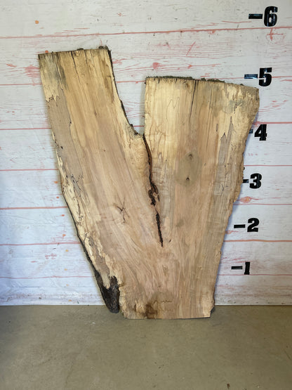 Live Edge Spalted Maple Sku#23924S-35