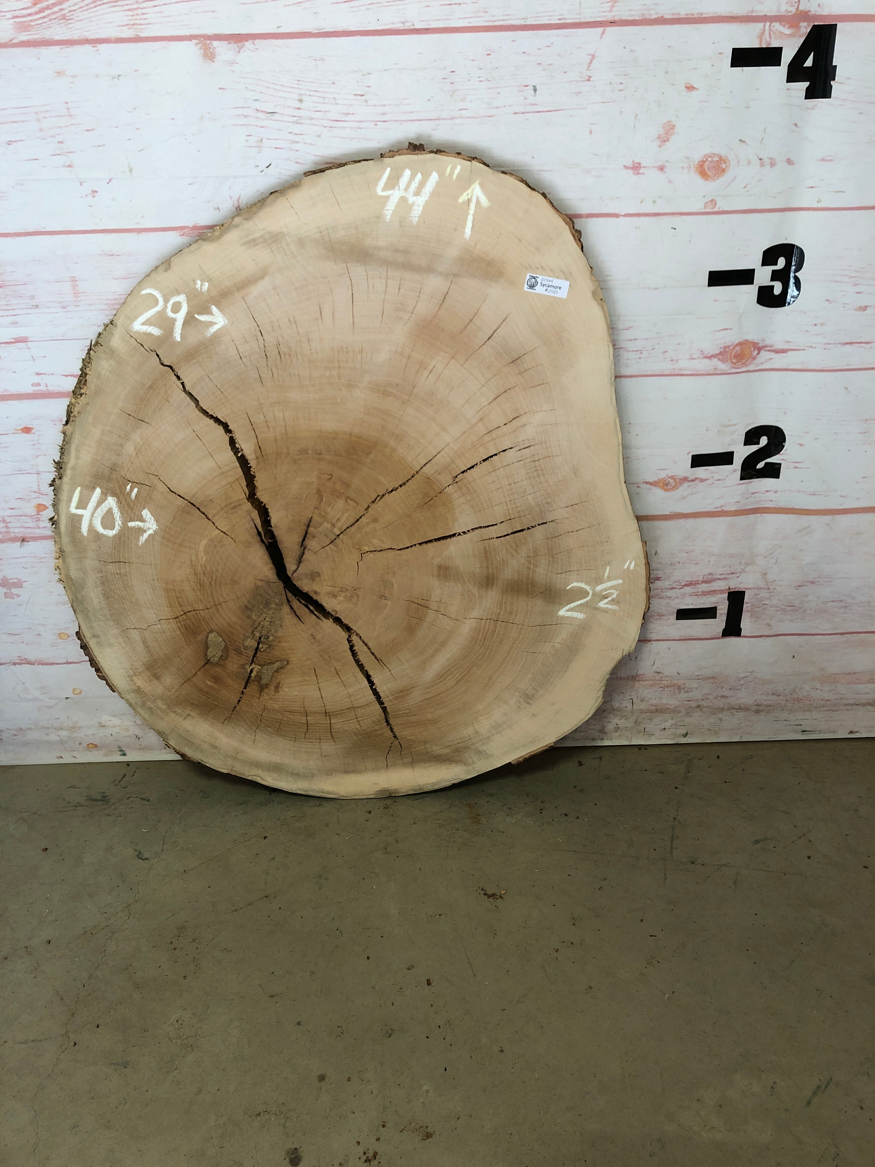 Live edge sycamore with fashion Red Color shirt resin (14.5”x9”)