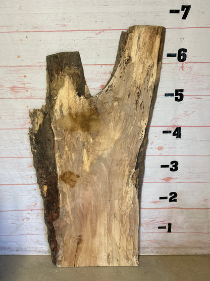 Live Edge Spalted Maple Sku#23921S-40