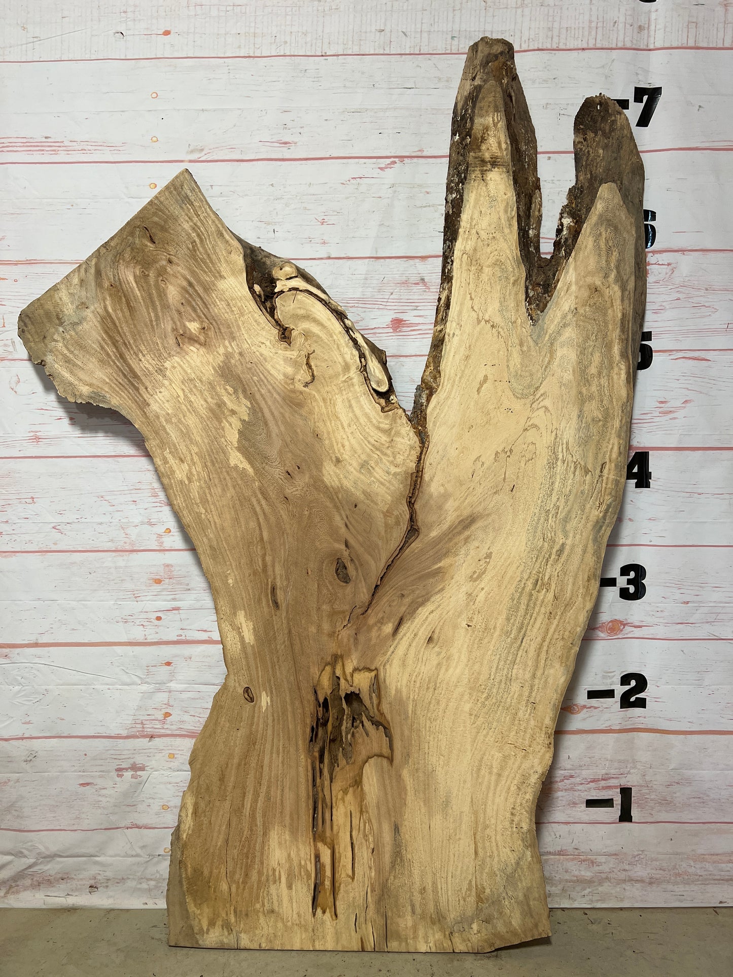 Live Edge Palm Sku# 21032-41